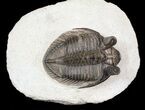 Top Quality Tower Eyed Erbenochile Trilobite #62933-5